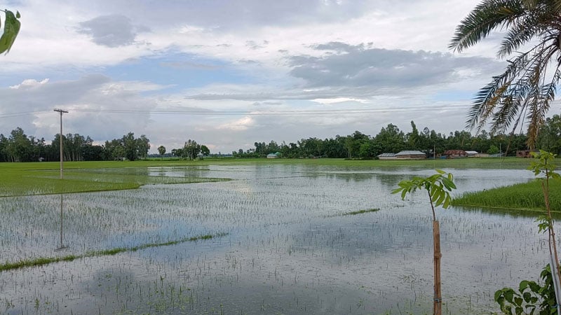 পানি আটকে তলিয়ে যাচ্ছে ফসল, চড়া গোখাদ্যের দামে বিপাকে কৃষক