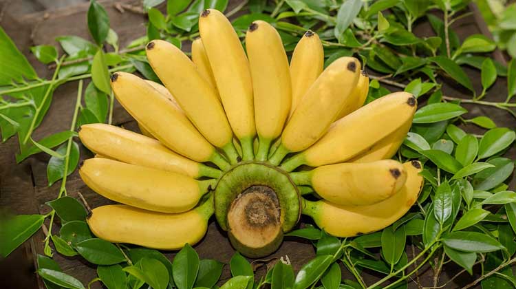 প্রতিদিন কলা খাওয়া কি সত্যিই নিরাপদ? জানুন কতটি কলা শরীরের জন্য উপকারী