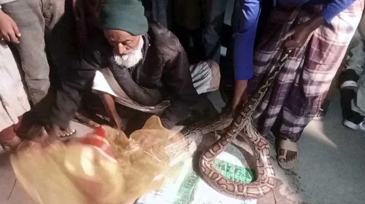 মাছের ঘেরে আতঙ্ক! ১২ ফুটের বিশাল অজগর উদ্ধার, গভীর রাতে সুন্দরবনে অবমুক্ত