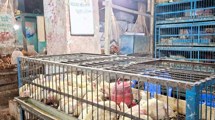 এক সপ্তাহেই ব্রয়লারের দামে আগুন: কেজি ২৩০ টাকা, বাজারে চাপে সাধারণ ক্রেতা