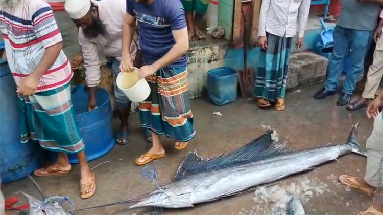 মোংলার বাজারে মিলল বিরল ‘গোলপাতা’ মাছ, কেজি ৫০০ টাকাতেও কিনতে ভিড় ক্রেতাদের