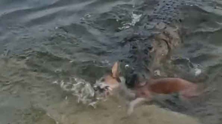 Shocking Scene in Bagerhat: Crocodile Drags Dog into Khan Jahan Ali Dighi, Viral Video Sparks Nationwide Debate
